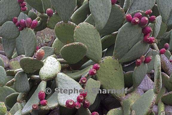 opuntia sp3 4 graphic